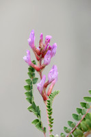 Astragalus monspessulanus