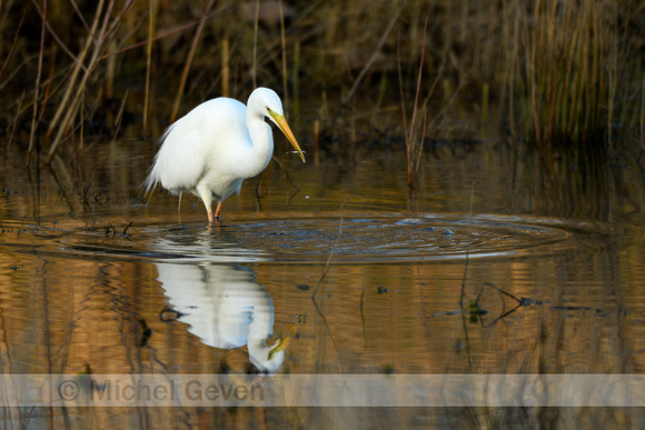 Grote Zilverreiger; Great White Egret; Ardea alba;