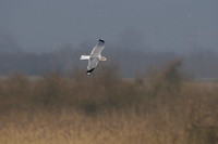 Stormmeeuw; Larus canus; Common gull