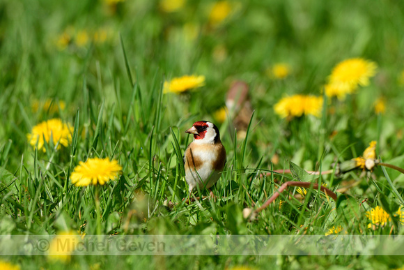 Putter; European Goldfinch; Carduelis carduelis