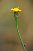 Glad Biggenkruid; Smooth cat's-ear; Hypochaeris glabra