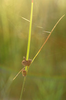 Kwelderzegge - Long-bracted Sedge - Carex extensa