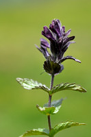 Alpenhelm; Alpine Bartsia; Bartsia alpina