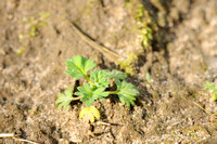 Grote Leeuwenklauw; Parsley-piert; Aphanes arvensis