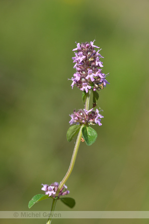 Grote Tijm; Broad leaved thyme; Thymus pulegioides