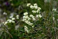 Galium anisophyllon