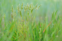 Slofhak - Annual Vernal-grass - Anthoxanthum aristatum