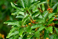 Langstelige olijfwilg; Japanese Berry; Elaeagnus multiflora