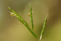 Gevinde Kortsteel; Tor-grass; Brachypodium pinnatum;