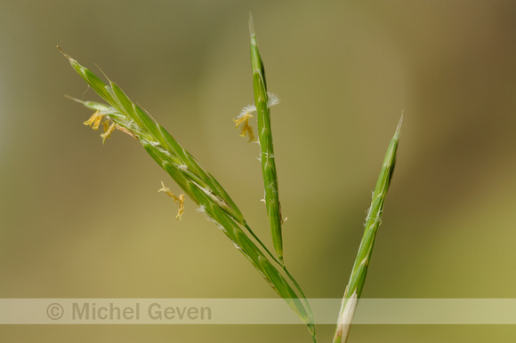 Gevinde Kortsteel; Tor-grass; Brachypodium pinnatum;