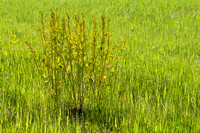 Koningsvaren; Royal Fern; Osmunda regalis