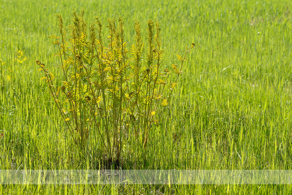 Koningsvaren; Royal Fern; Osmunda regalis