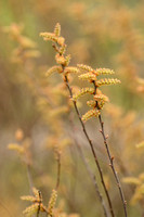 Wilde gagel; Bog Myrtle; Myrica gale