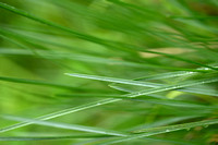 Beemdhaver; Meadow Oat-grass; Helictochloa pratensis