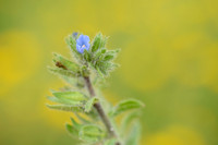 Echium calycinum