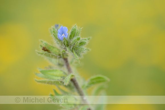 Echium calycinum