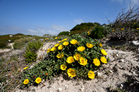 Dukaatbloem; Pallenis maritima