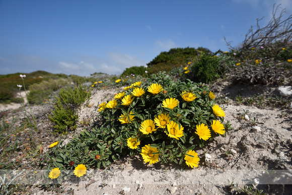 Dukaatbloem; Pallenis maritima