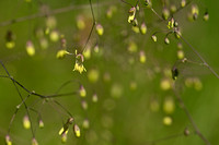 Kleine ruit; Lesser Meadow-rue; Thalictrum minus