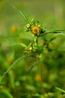 Knikkend tandzaad; Nodding Bur-marigold; Bidens cernua