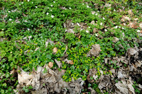 Paarbladig Goudveil; Opposite-leaved Golden-saxifrage; Chrysosplenium oppositifolium;