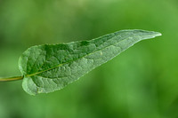 Phyteuma betonicifolium