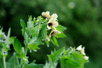 Bilzekruid; Black henbane; Hyoscyamus niger;