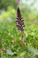 Orobanche lavandulacea