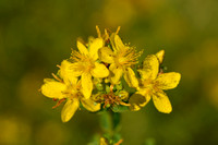 Frans hertshooi; Hypericum x desetangsii