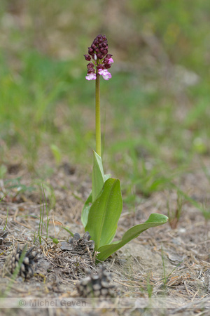 Purperorchis; Lady Orchid; Orchis purpurea;