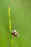 Driekantige bies - Triangular club-rush - Schoenoplectus triqueter