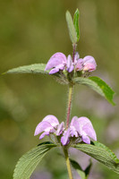 Iranese Jerusalemsalie - Iranian Jerusalem Sage - Phlomis herba-venti