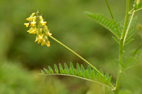 Astragalus penduliflorus