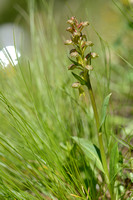 groene nachtorchis; Frog Orchid; Dactylorhiza viridis