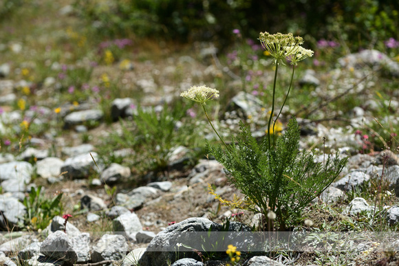 Laserpitium halleri