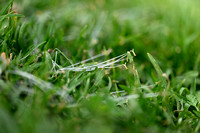 Kikuyo; Kikuyu Grass; Cenchrus clandestinus