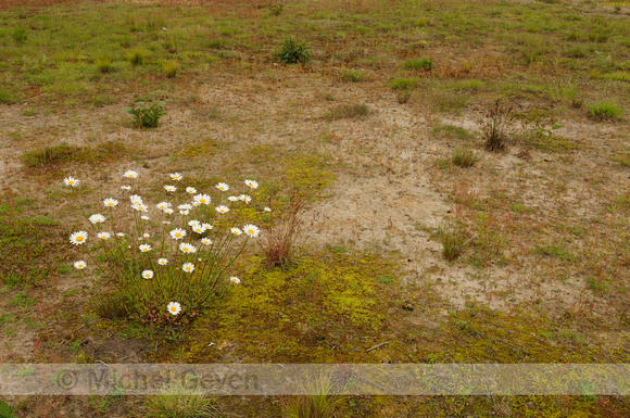 Gewone margriet; Oxeye daisy; Leucanthemum vulgare