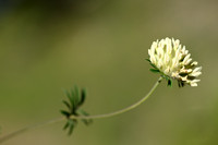 Alpenwondklaver; Alpine Kidney Vetch; Anthyllis vulneraria subsp