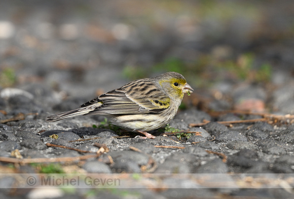 Kanarie; Atlantic Canary; Serinus canaria