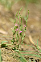 Schenkia spicata