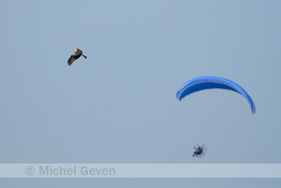 Rode Wouw; Red Kite; Milvus milvus