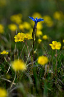 Beierse gentiaan - Gentiana bavarica