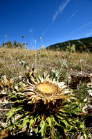 Zilverdistel; Carlina acanthifolia