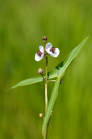 Pijlkruid; Arrowhead; Sagittaria sagittifolia