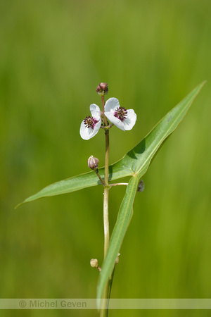 Pijlkruid; Arrowhead; Sagittaria sagittifolia