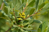 Wilde Gagel; Bog Myrtle; Myrica gale