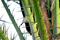 Kanarie - Atlantic Canary - Serinus canaria