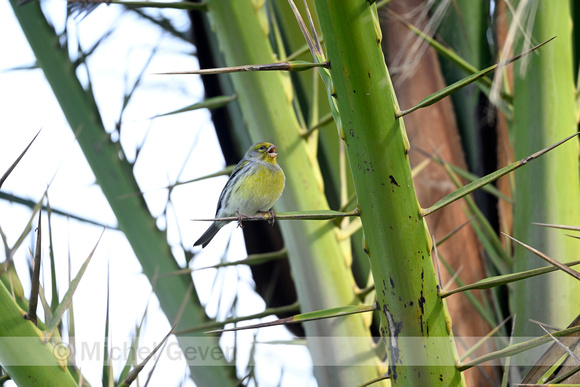 Kanarie; Atlantic Canary; Serinus canaria