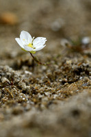 Sierlijk vetmuur; Knotted Pearlwort; Sagina nodosa