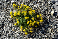 Alyssum alpestre